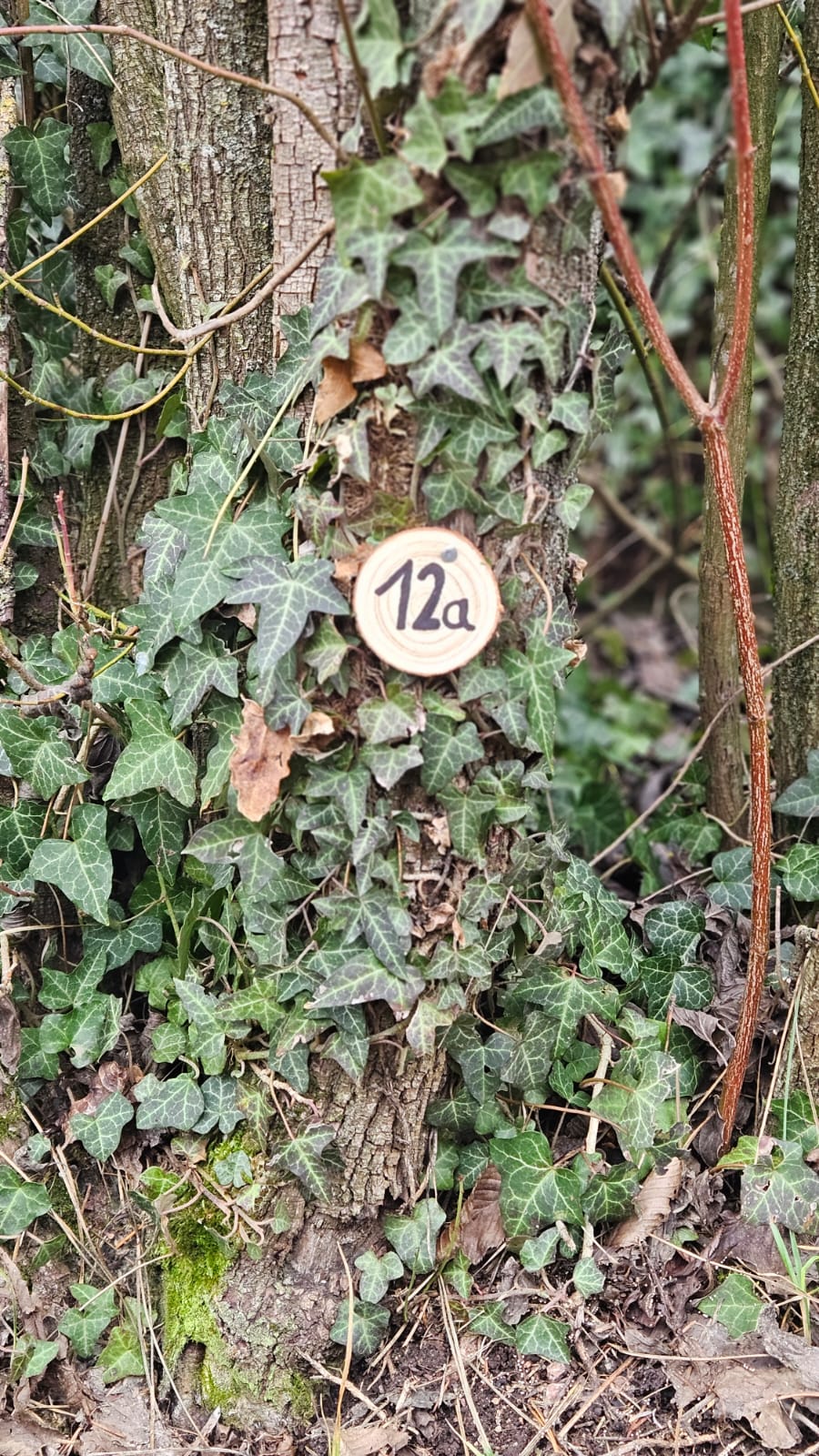 Grundstück 12a