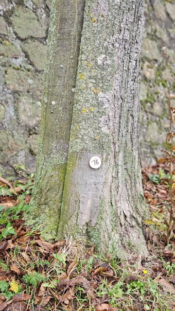 Grundstück 16