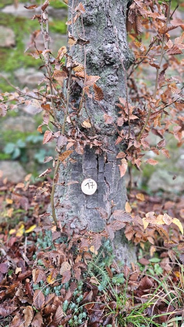 Grundstück 17