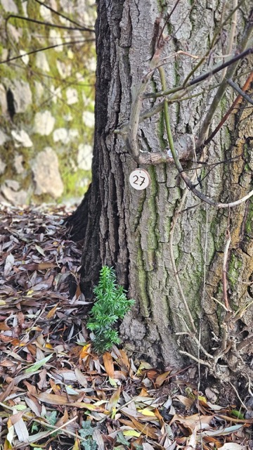 Grundstück 27