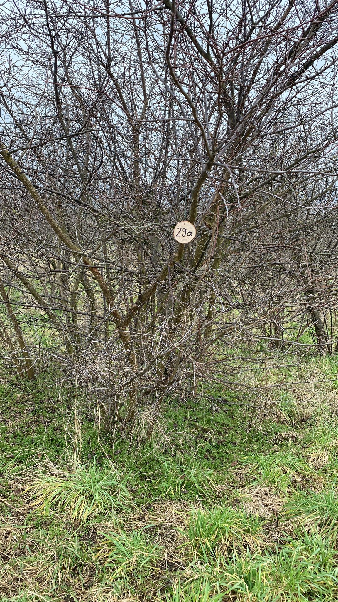 Grundstück 29a