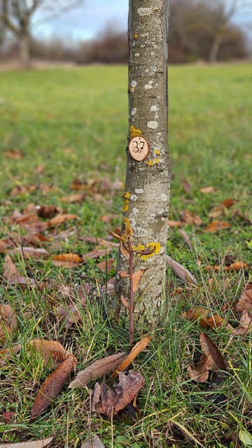 Grundstück 37