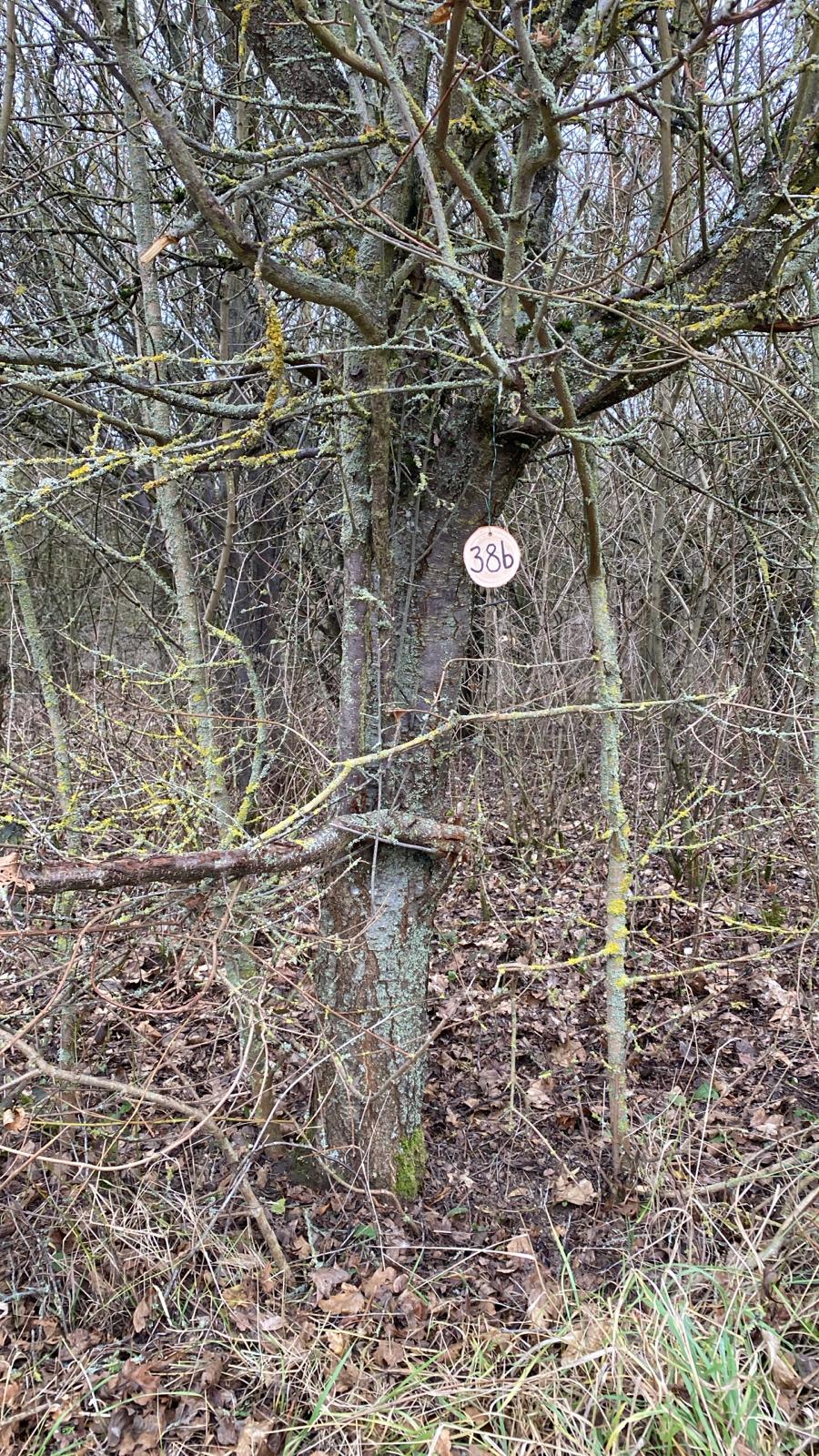 Grundstück 38b