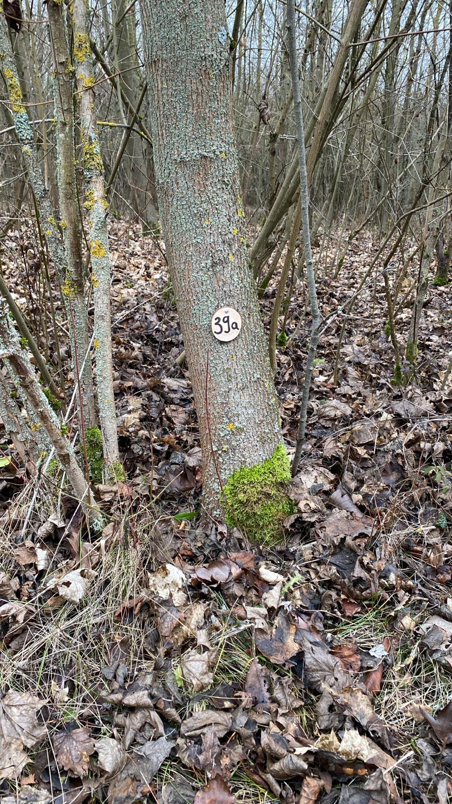 Grundstück 39a