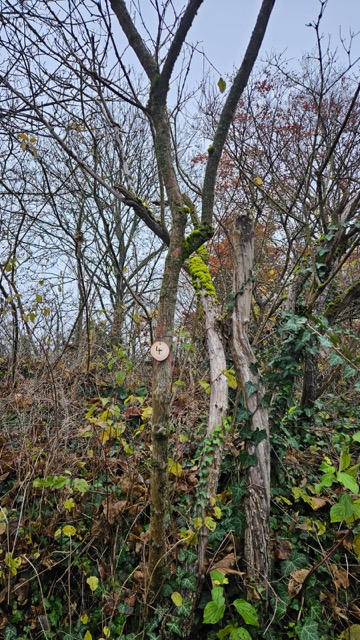 Grundstück 4