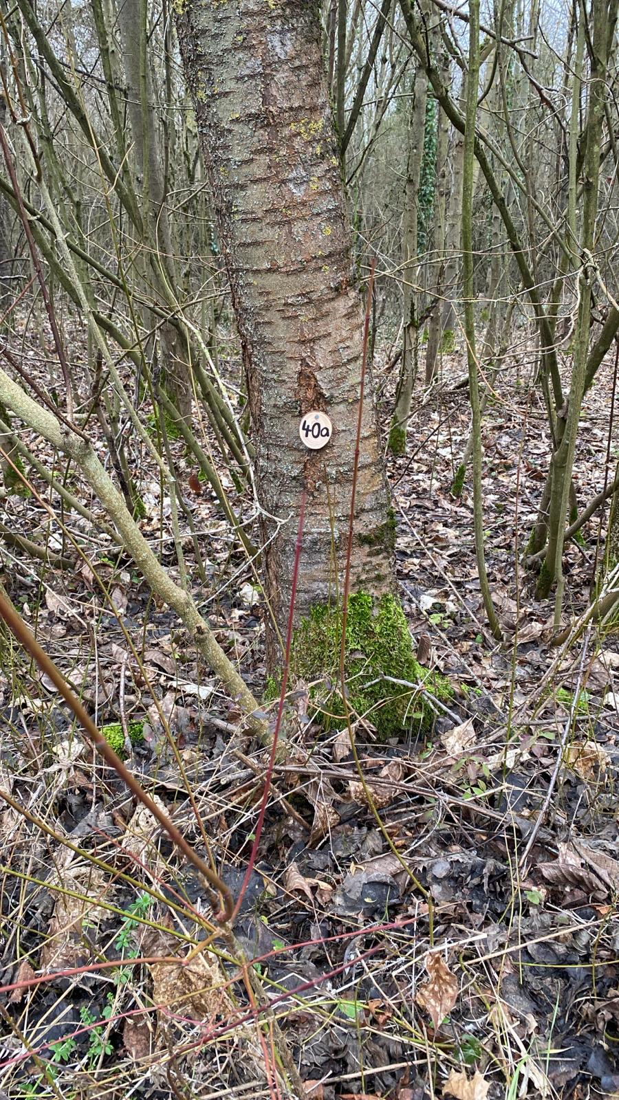 Grundstück 40a