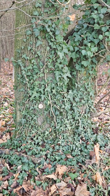 Grundstück 43