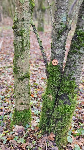 Grundstück 44