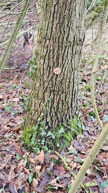 Grundstück 45