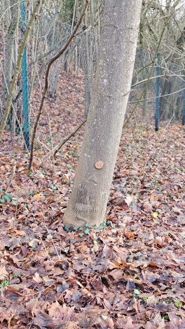 Grundstück 47