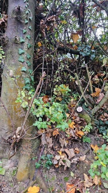 Grundstück 6