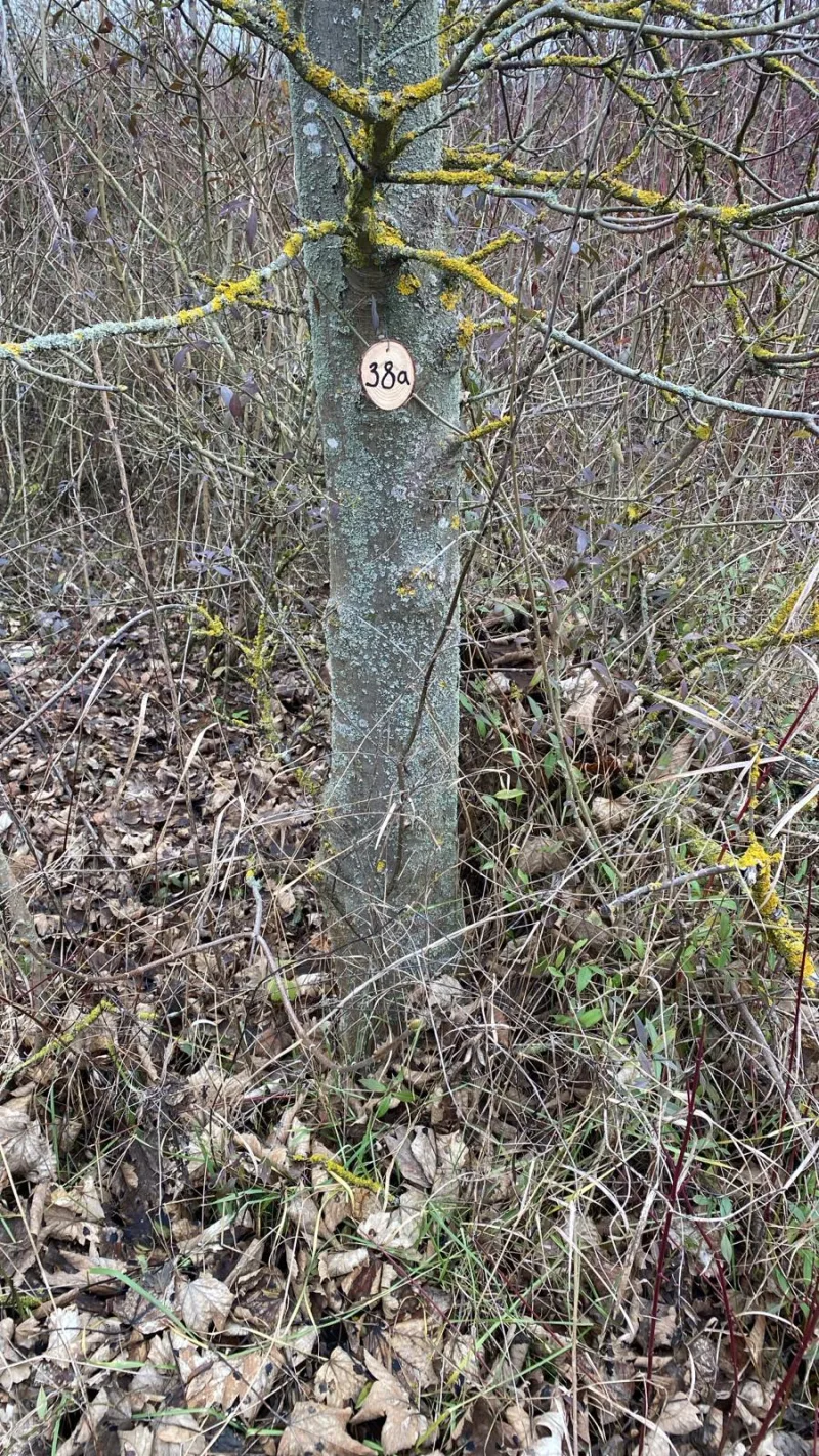 Grundstück 38a