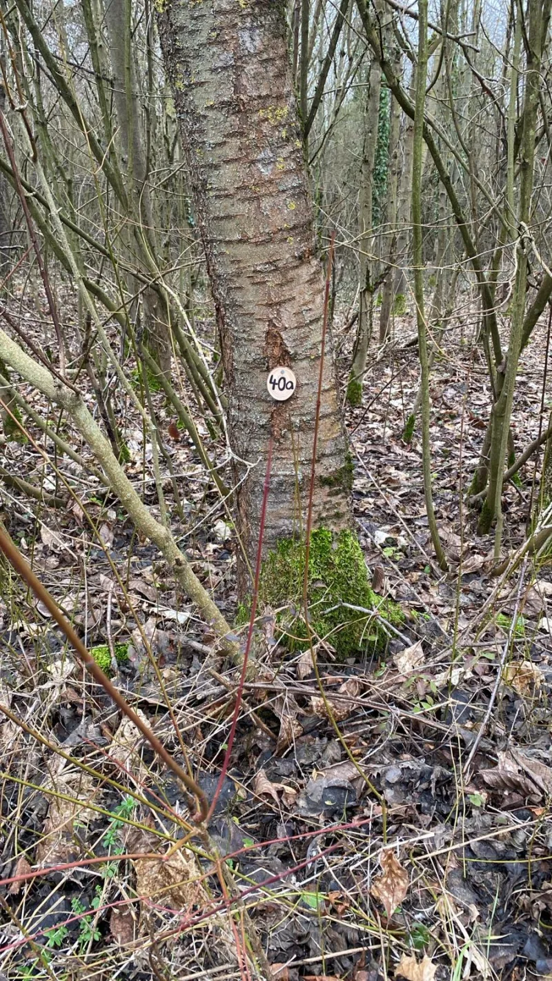 Grundstück 40a