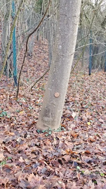 Grundstück 47